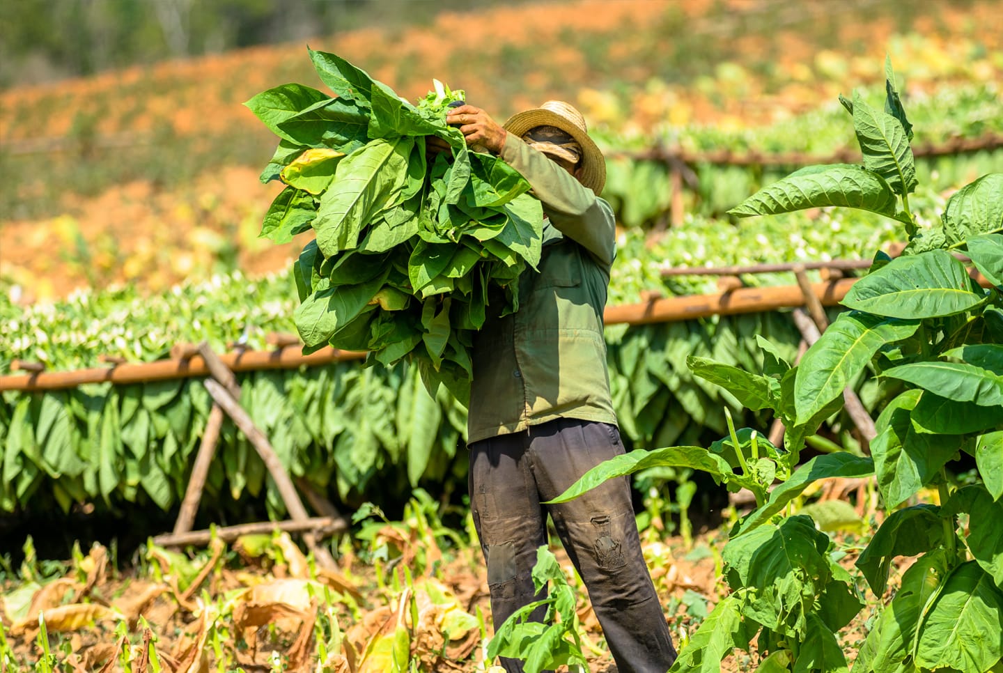 Campesino recogiendo hojas de tabaco